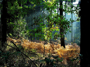 autumn - image gratuit #276085